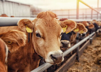 Caritas Czech Republic Launches a New Project to Support Sustainable Cattle Farming in Georgia