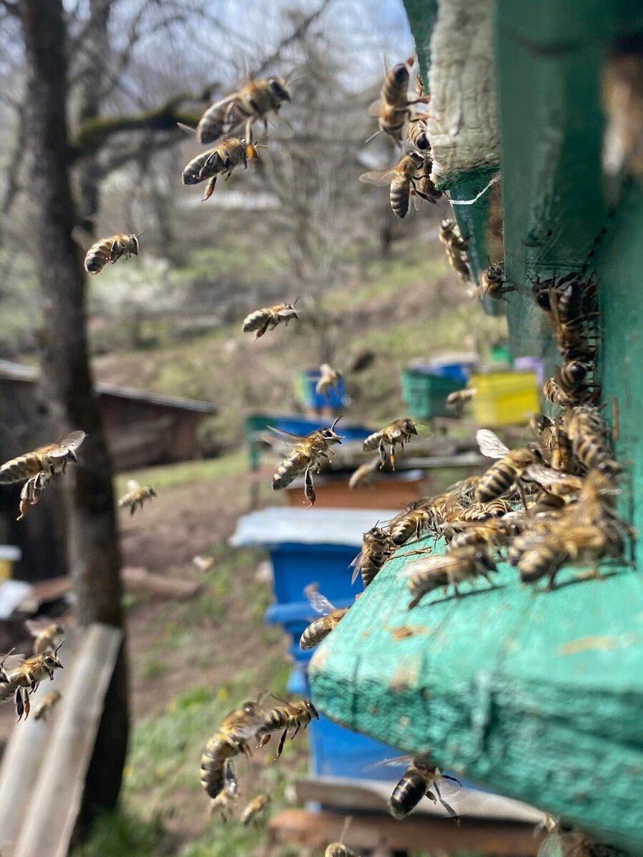 Nana Dvalidze's beekeeping business